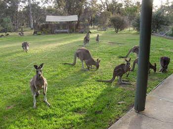 Stawell Holiday Cottages Екстериор снимка
